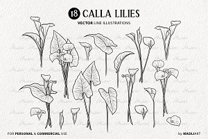 Calla Lily Flower Vector Line Art