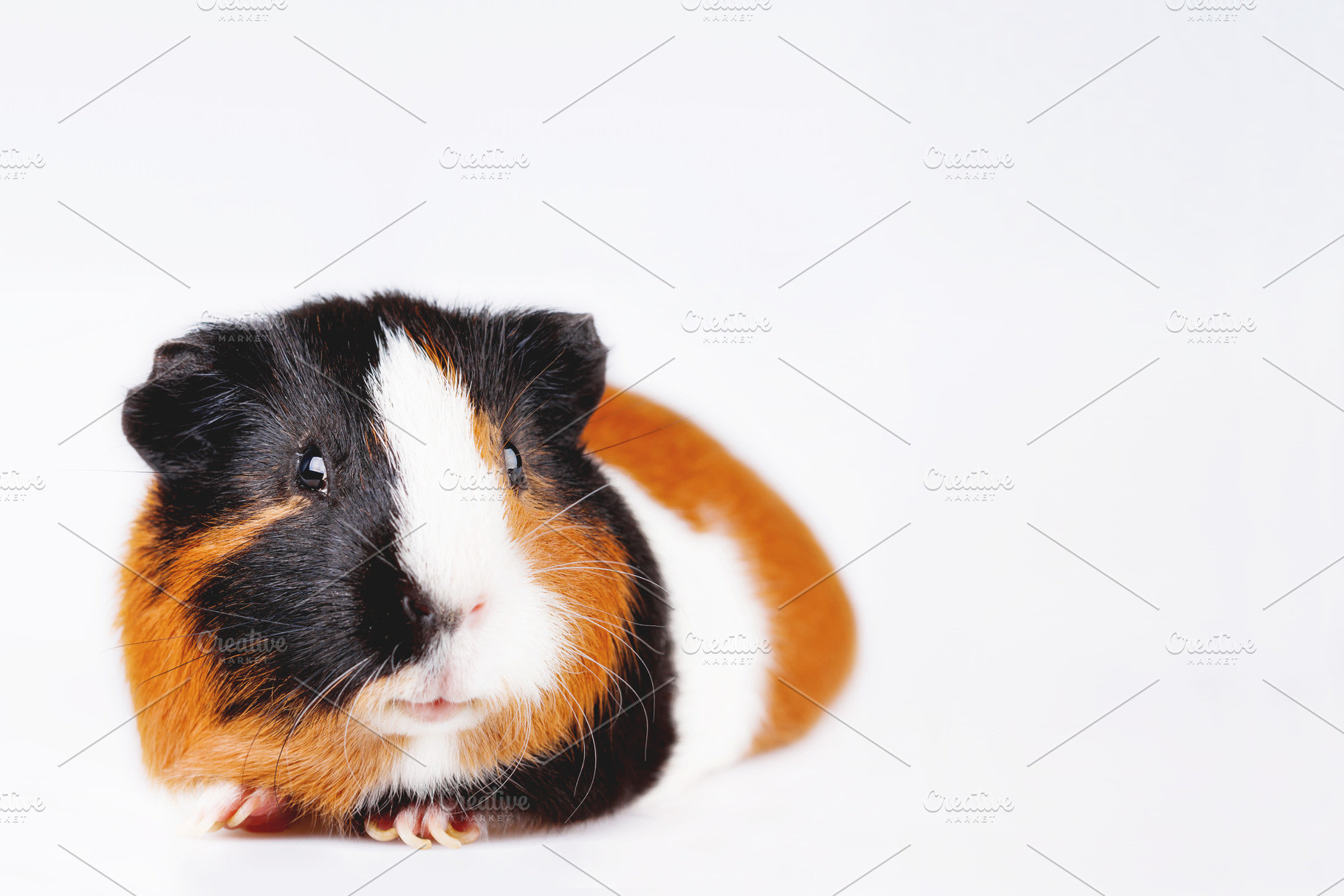 Cute tricolor guinea pig containing cute, pet, and colorful, an Animal Photo by Aksenov_K