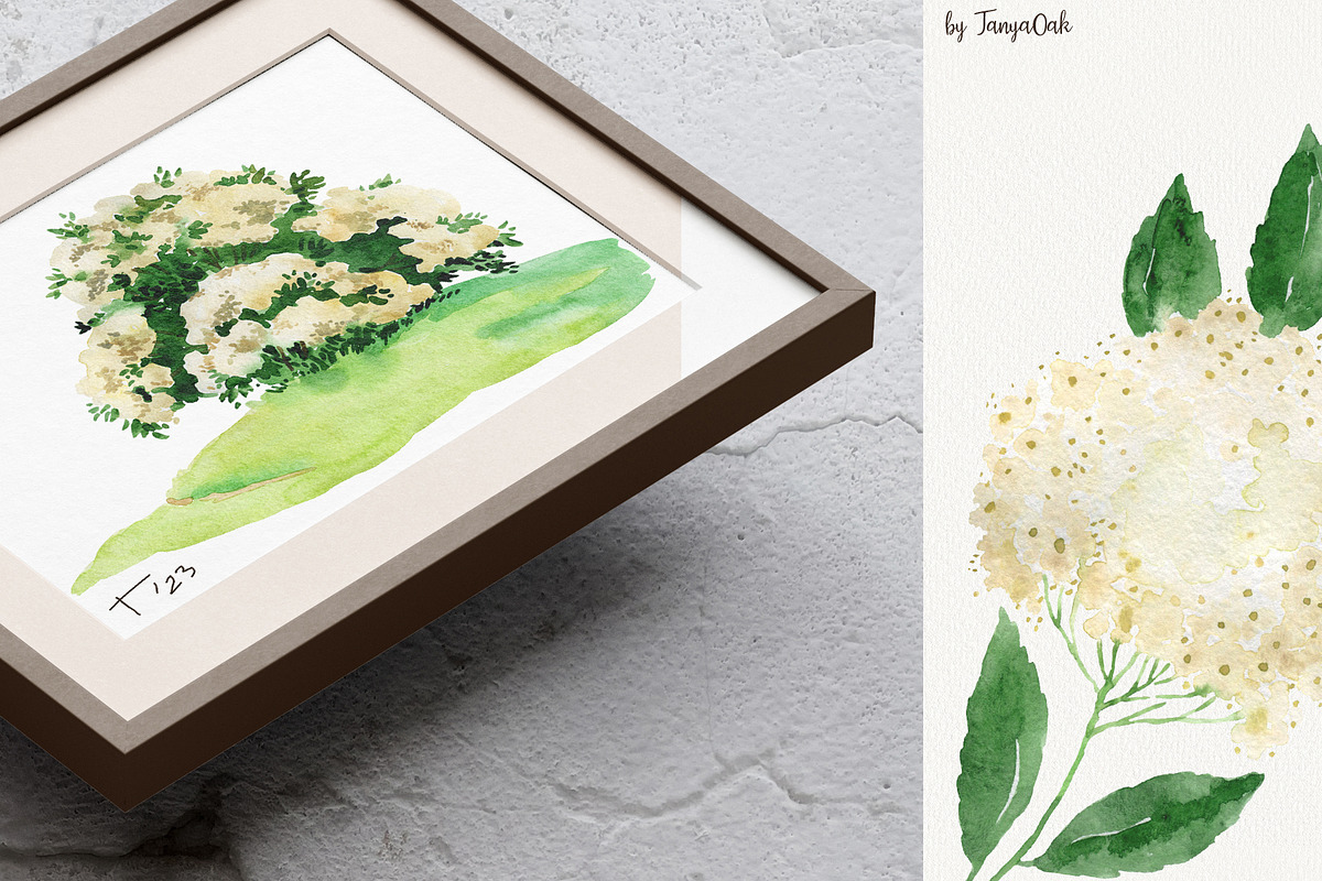 Elderberries&Elderflowers Collection, a Food Illustration by TanyaOak (Photo 7 of 9)