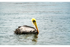 Pelican at Paracas in Peru, an Animal Photo by Leonid Andronov