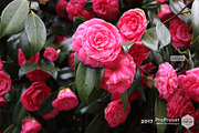 VSCO Cam Analogue A6, an Action Add-On by ProPreset (Thumbnail 5 of 10)