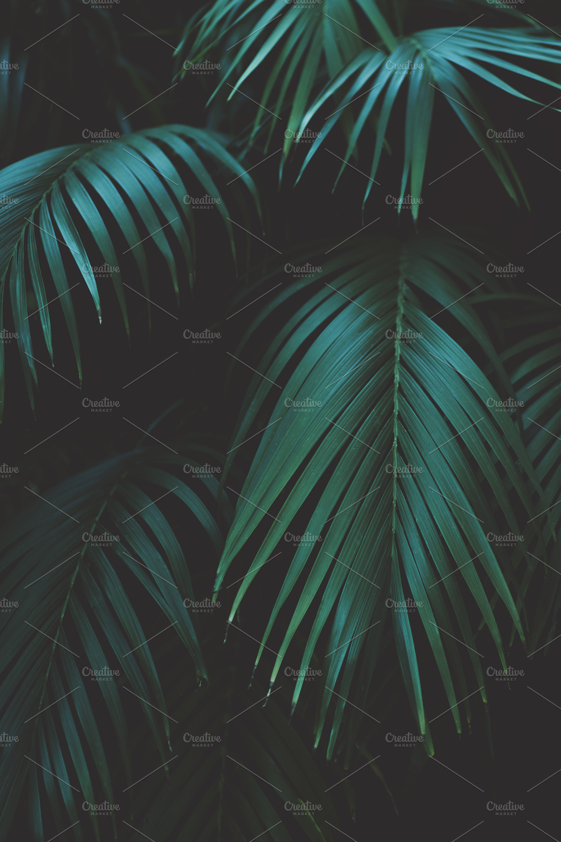Tropical palm leaves portrait featuring summer vibes, photo, and nature, a Nature Photo by René Jordaan Photography