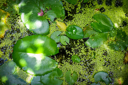 Nenuphar in water pond background, a Nature Photo by GoodGoods
