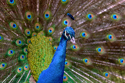 portrait of a male peacock, an Animal Photo by Perpis