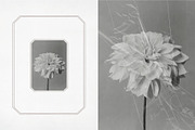 Vintage Scan Borders And Textures⸻3, a Texture Graphic by Studio Viita (Thumbnail 8 of 11)
