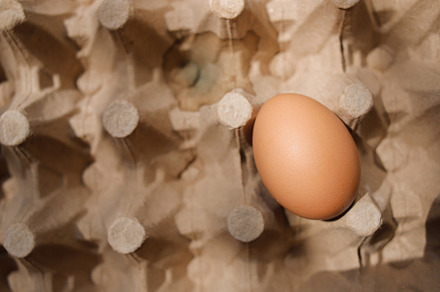 Fresh organic panel eggs on sackclot, a Food & Drink Photo by bastera