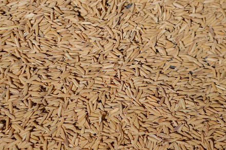 Close-up of rice texture (grain)
