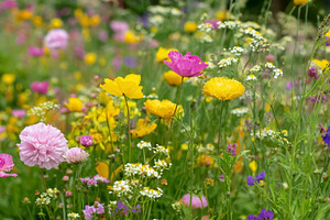 Colorful meadow blooming with diverse wildflowers, creating a vi, a Photo by Studio ANNA