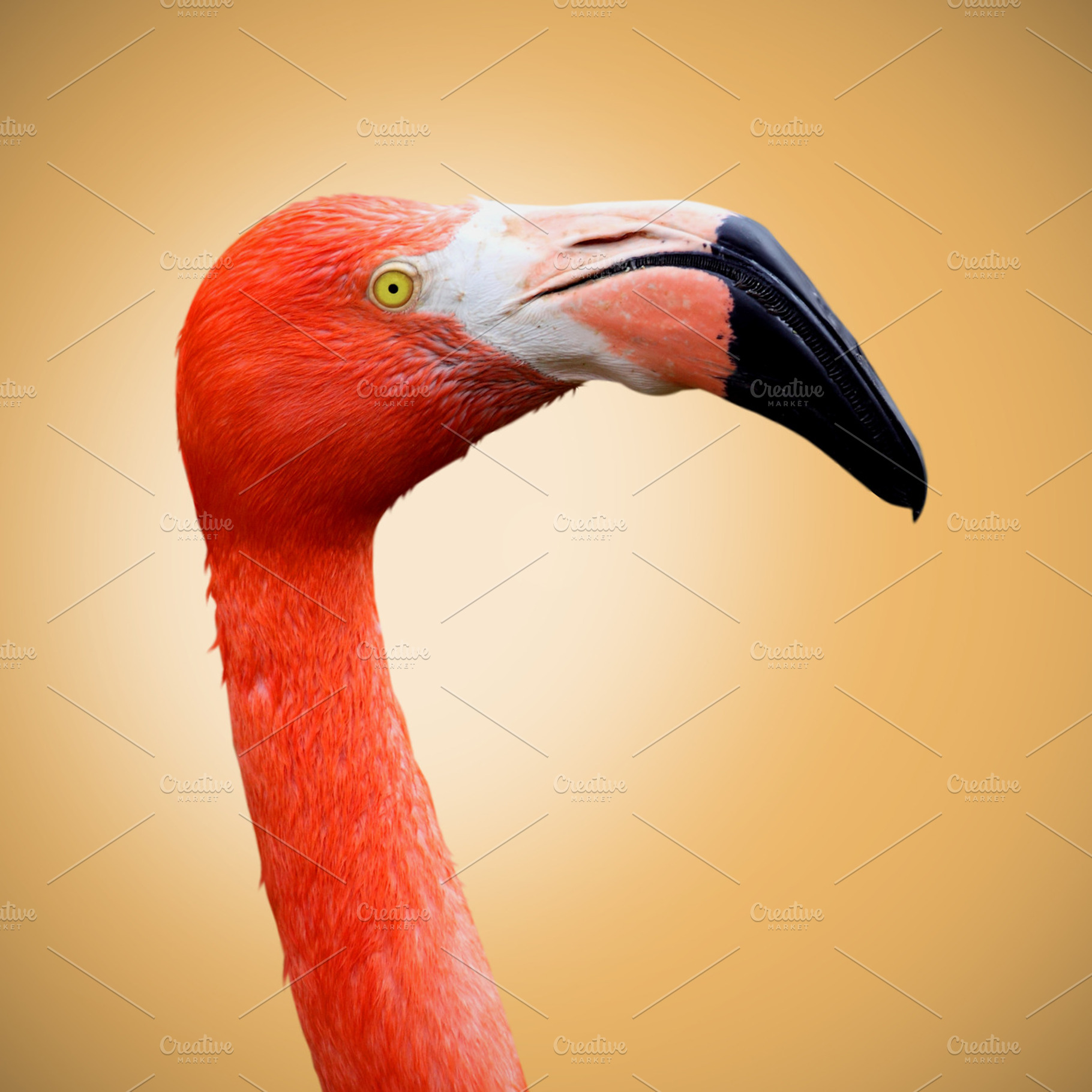 Flamingo containing wildlife, flamingo, and portrait, an Animal Photo by De todo un poco
