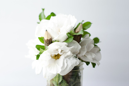 Gardenias 1 stock photo containing alternative and aroma, a Nature Photo by Coral Antler