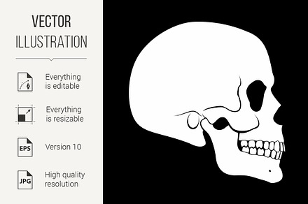 Human Skull, a Background Graphic by DvargShop