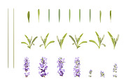 Vector object brushes. Lavender, a Brush Add-On by Peolla (Thumbnail 4 of 13)