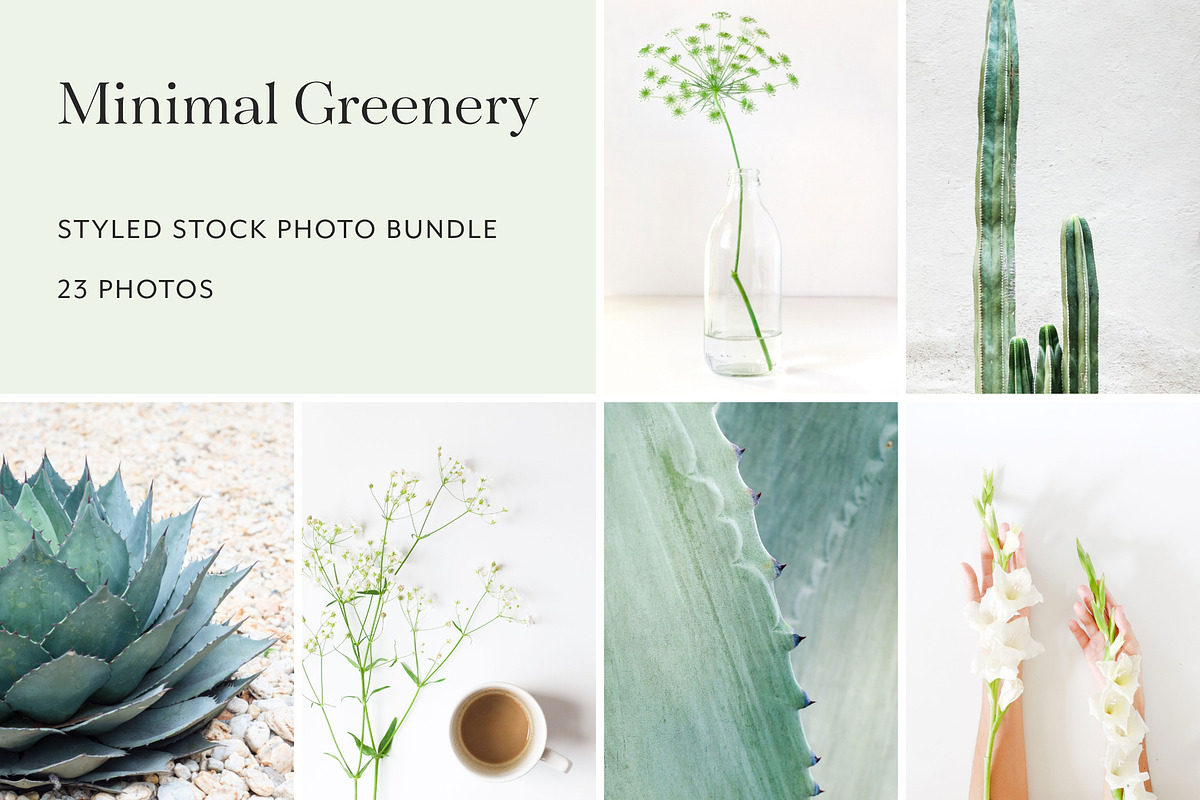 Minimal Greenery Photo Bundle, a Business Photo by Visual Bloom (Photo 1 of 4)