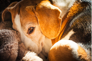 Beagle dog resting on a fluffy, an Animal Photo by MadPhotos