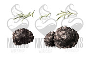 Black Truffle Watercolor Clipart, a Food Illustration by NKTKNS (Thumbnail 3 of 6)