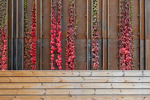 Grunge wall with growing ivy plant, an Architecture Photo by BOOCYS