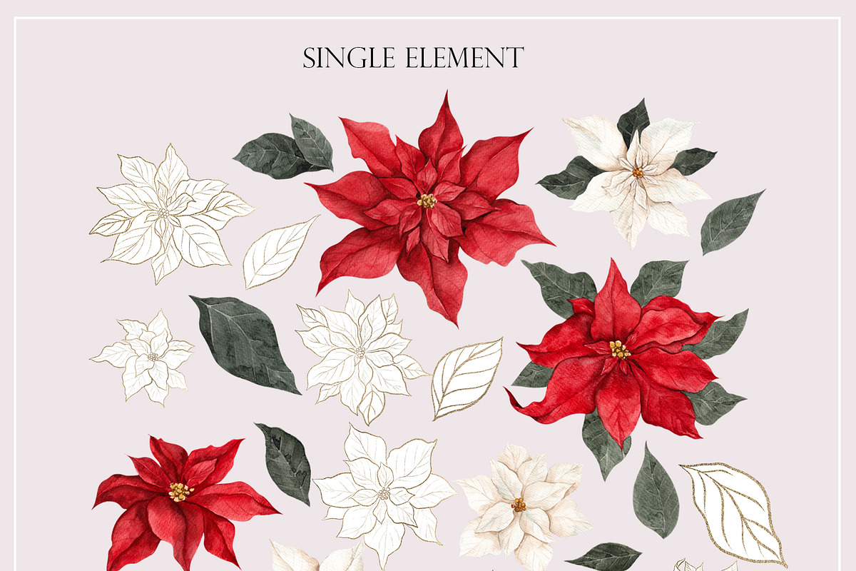 Poinsettia. Christmas Flower, an Object Illustration by ma_i_vi (Photo 9 of 10)