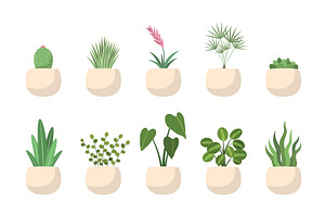 Trendy indoor growth green plant in