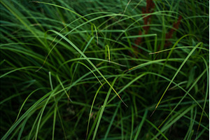 Green summer grass and abstract, a Nature Photo by volodymyrshtun13795