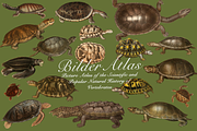 Vintage Vertebrate Animal Atlas, an Object Graphic by Lilithcollageart (Thumbnail 4 of 14)
