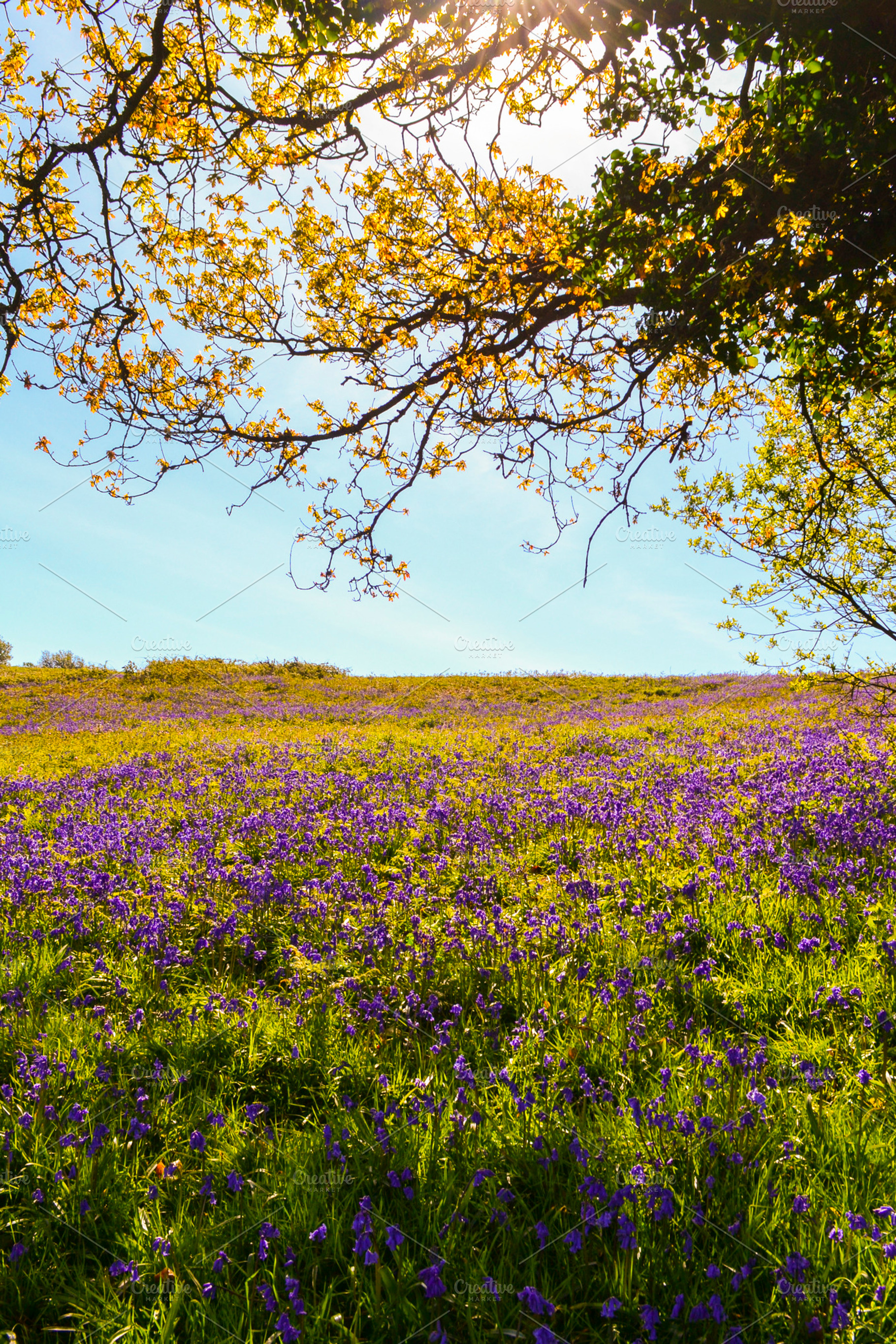 Bluebells Under The Tree