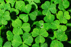 Green clover leaves covered with morning dew drops. Macro background of fresh t