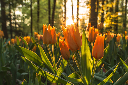 Sunset over the field of tulips stock photo containing tulip and tulips, a Nature Photo by Dreamy Pixel