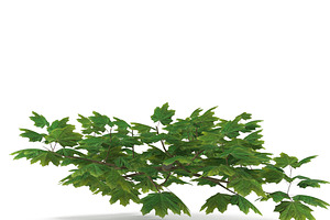 Maple Branch Grean V3