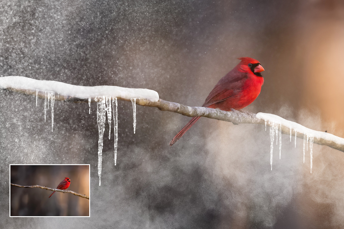25 Snow Brushes for Photoshop, a Brush Add-On by Uplift Actions (Photo 6 of 7)