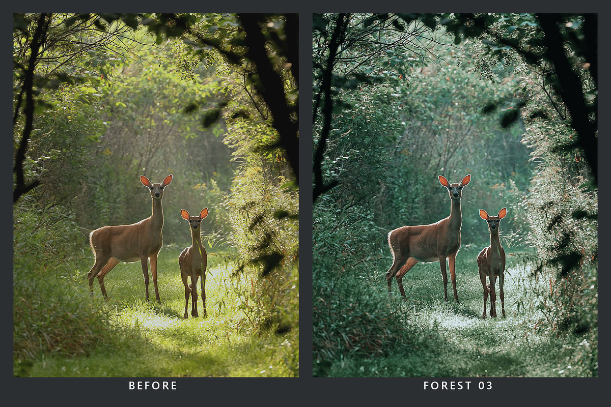 20 Wildlife Lightroom Presets & LUTs, a Preset Add-On by SparkleStock (Photo 3 of 9)