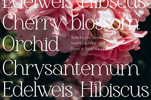 Gerlick Modern Serif Font