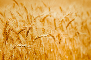 Ripe wheat ears in a field stock photo containing agricultural and agriculture