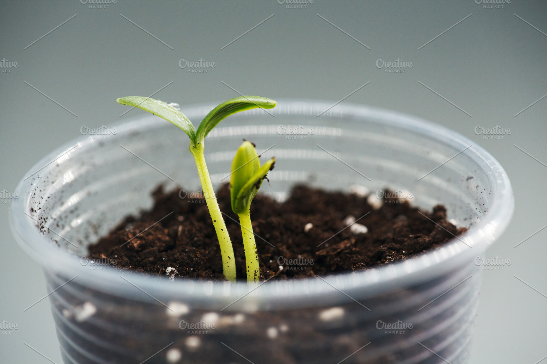 Young green cucumber seedlings growing in a plastic cup with soil. Close-up of, a Nature Photo by Rohan Photography