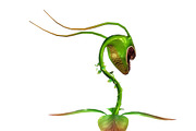 3DFoin - Elongata, a Characters & Person 3D Model by 3DRT.com (Thumbnail 8 of 17)