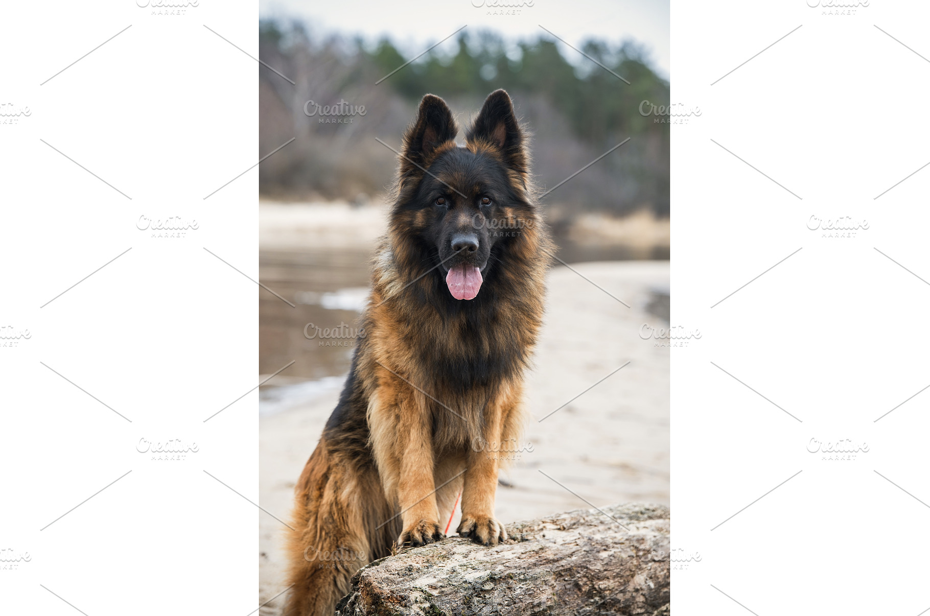 German Shepherd Dog on the beach at, an Animal Photo by COLORFUL