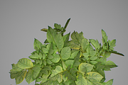 Potato plant, an Environmental 3D Model by AndrewWhite (Thumbnail 8 of 11)