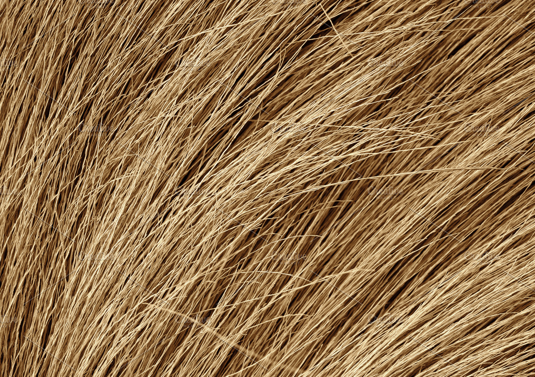 Grunge texture of the dry grass, a Photo by saiko3p