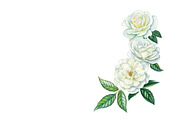 White roses, a Decorative Illustration by Watercolor life (Thumbnail 5 of 7)