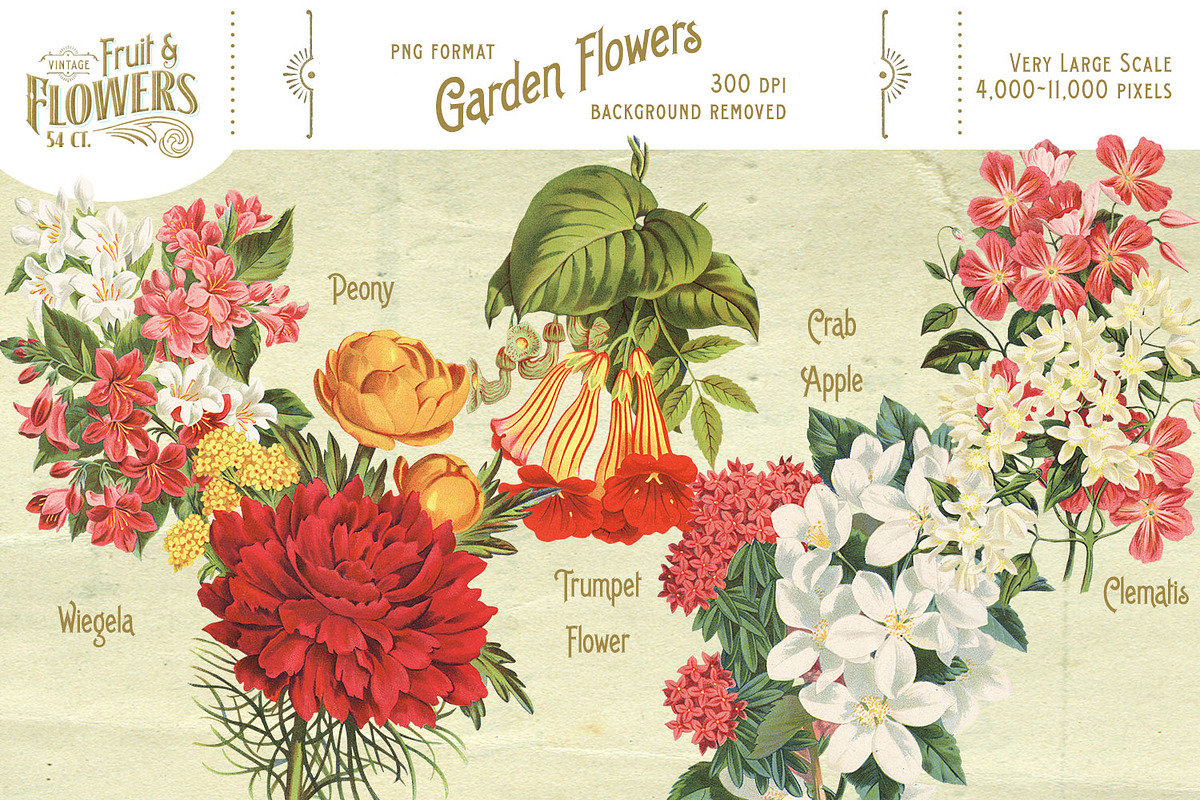 MASSIVE Vintage Fruit and Flowers, an Object Graphic by Eclectic Anthology (Photo 6 of 12)