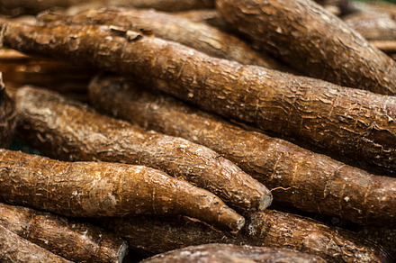Yuca root