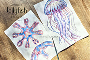 Watercolor Jellyfish Life Cycle Set, an Education Illustration by MayaNavits (Thumbnail 6 of 6)