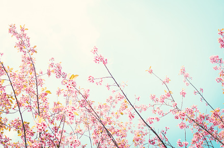 Beautiful himalayan blossom featuring cherry, blossom, and wild, a Nature Photo by sawitree