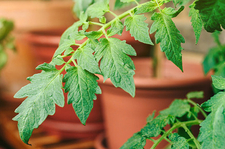 Tomato plant leaves growing on ceramic pots on a vegetable garden in balcony, a Sports & Recreation Photo by davidpereiras