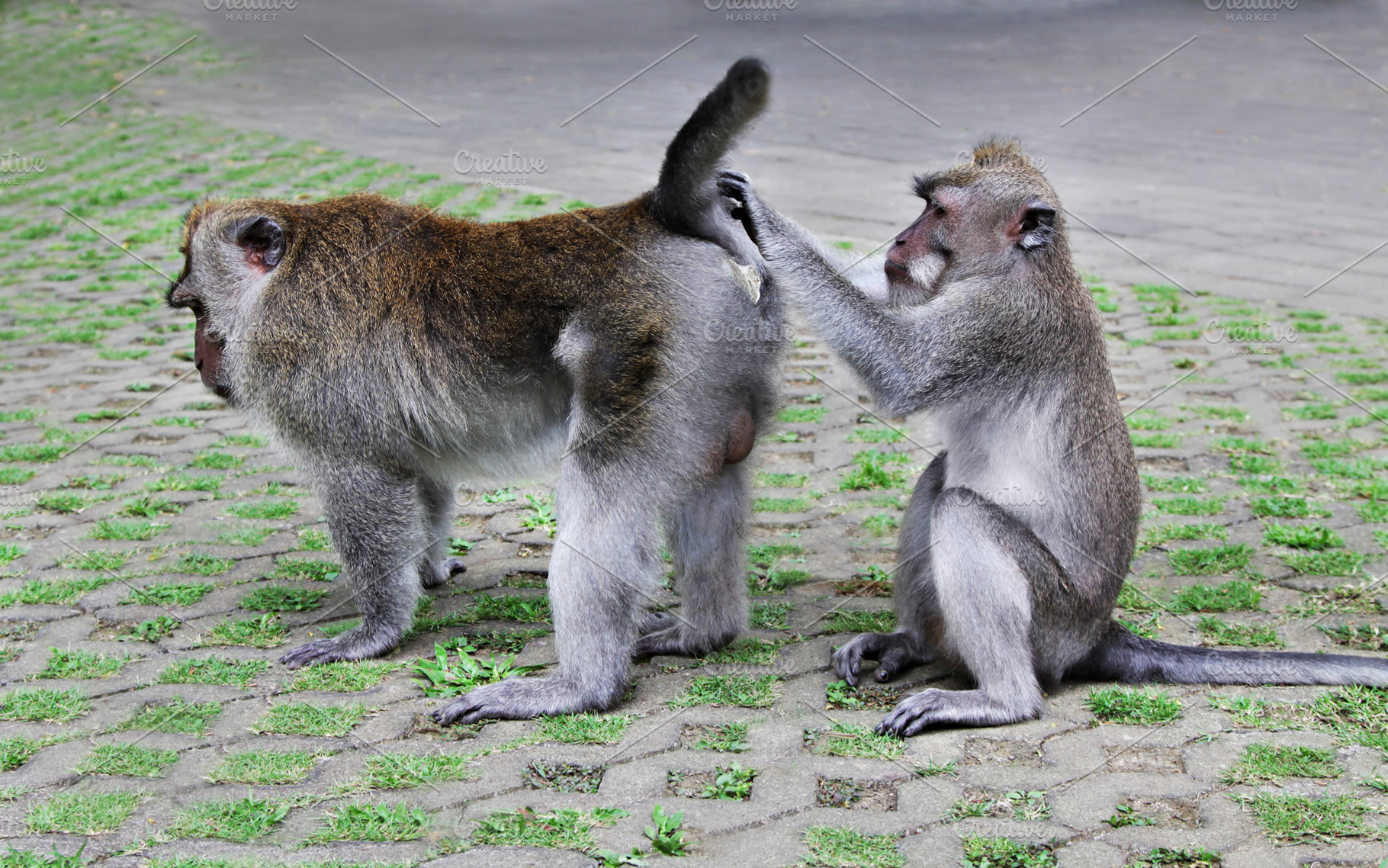 Monkey searching fleas, a Photo by saiko3p