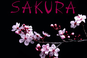 Tokyo City Handwritten Display Font, a Font by Megasetcollections (Thumbnail 13 of 20)