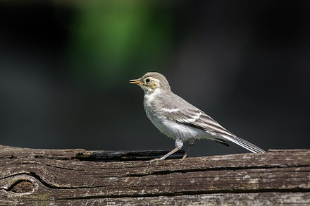 White wagtail bird Motacilla alba in, an Animal Photo by AlexBush