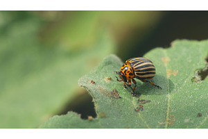 Leptinotarsa Decemlineata. The, a Graphic by Our Amazing World