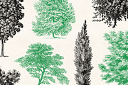 Trees - Vintage Illustrations Set, an Illustration by Graphic Goods (Thumbnail 2 of 10)