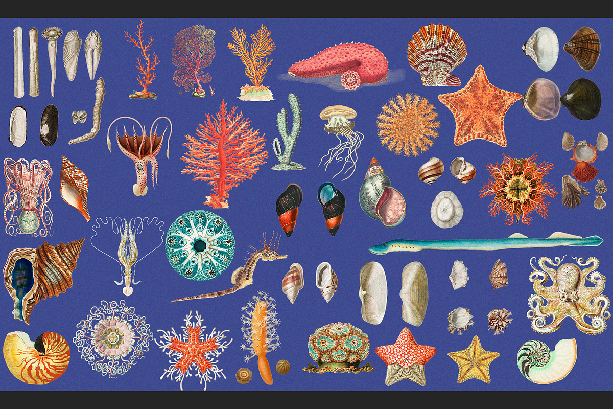 Sea World Vintage Illustrations, an Object Graphic by Lilithcollageart (Photo 4 of 7)
