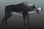 Wolf, an Animal 3D Model by Game-Ready Studio (Thumbnail 2 of 5)
